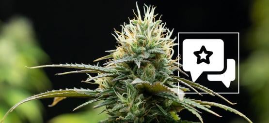 Zamnesia X: Análisis E Información De La Variedad De Marihuana