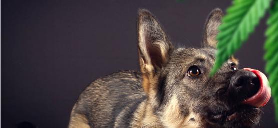 ¿Deberías Temer A Los Perros Detectores De La Policía?