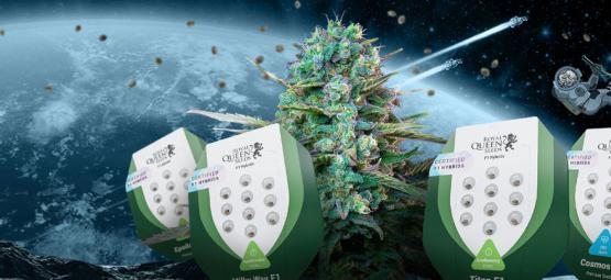 Presentamos Las Nuevas Semillas De Marihuana Híbridas F1 De Royal Queen Seeds