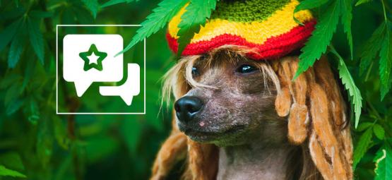 ¿Es El Humo De La Marihuana Malo Para Tus Mascotas?