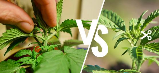 Poda Del Cannabis: ¿Topping O Fimming?