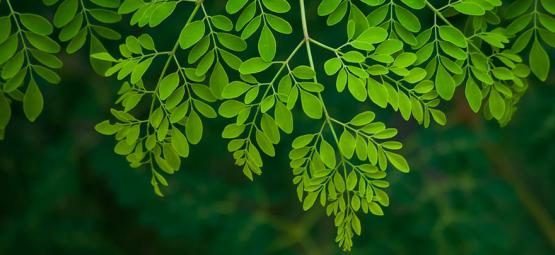 Moringa: Todo Lo Que Necesitas Saber