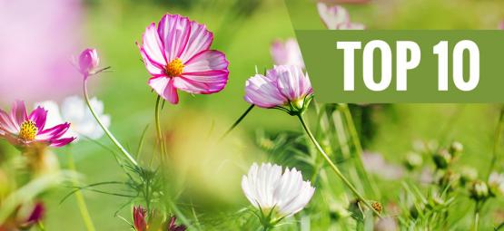 Top 10 De Flores Para Plantar En Primavera