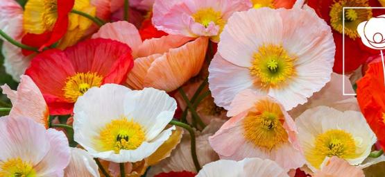 Todo Lo Que Necesitas Saber Sobre Las Amapolas