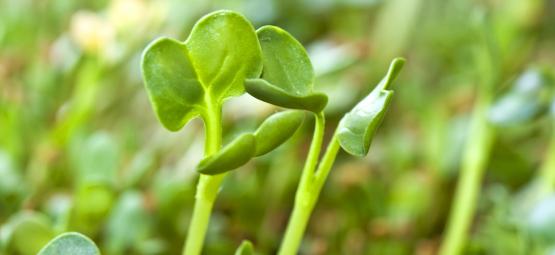 Cómo Cultivar Brotes