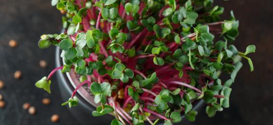 Microgreens: Qué Son Y Cómo Cultivarlos