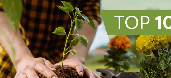 10 Plantas Interesantes Para Cultivar En Casa