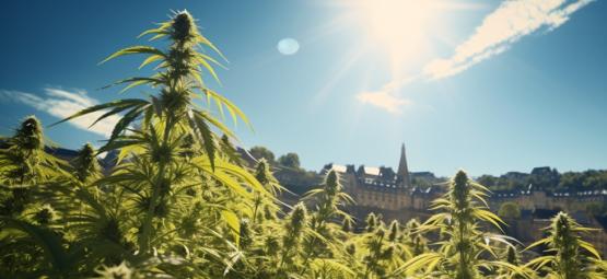 Otra Victoria Para El Cannabis: Luxemburgo Legalizará La Marihuana