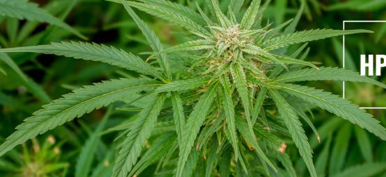 Viroide Latente Del Lúpulo En La Marihuana: Riesgos Y Precauciones