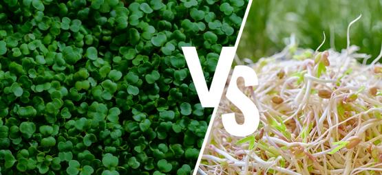 Brotes Y Microgreens: ¿En Qué Se Diferencian? 