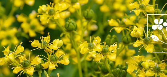 ¿Qué Es La Ruda (Ruta Graveolens)?