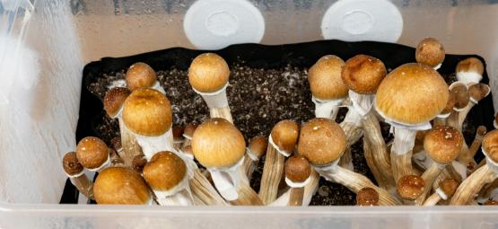 Cómo Cultivar Setas Alucinógenas En Un Monotub
