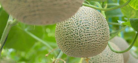 Cómo Cultivar Melones