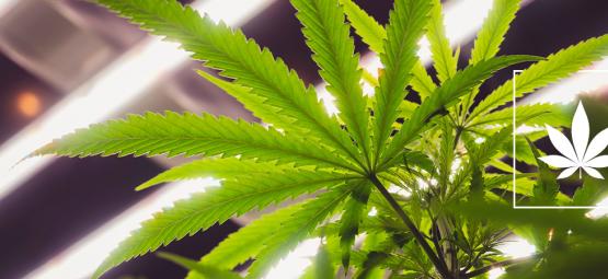 ¿Son Las Luces LEC Adecuadas Para Cultivar Marihuana?
