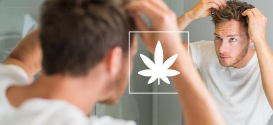 El Efecto Del Cannabis En El Cabello