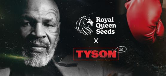 Royal Queen Seeds X Mike Tyson: ¿El Mejor Dúo De La Historia? 