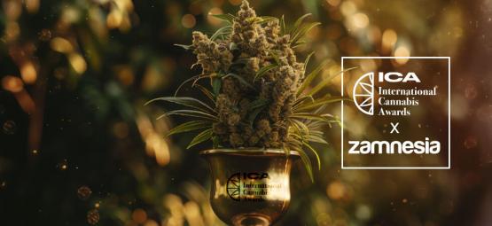 Premios Internacionales Del Cannabis 2024: ¡zamnesia Gana A Lo Grande!
