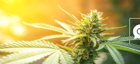 Zamnesia Responde Las Preguntas Sobre Marihuana Mas Buscadas En Internet