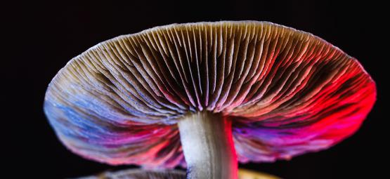 Todo Sobre Las Setas Psilocybe Cubensis