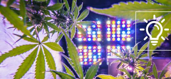 Nuevas Tecnologías De Cultivo De Marihuana Para 2024
