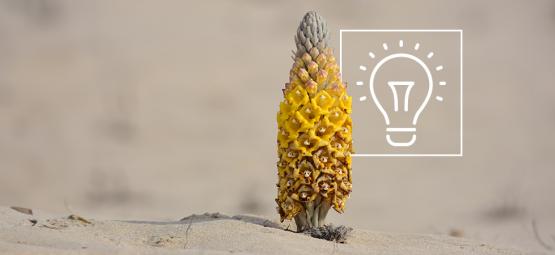 Todo Lo Que Debes Saber Sobre La Planta Cistanche Tubulosa