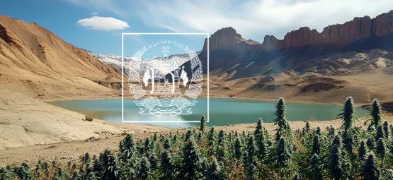 Pasado, Presente Y Futuro De La Marihuana Landrace Afgana
