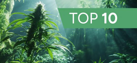 10 Mitos Y Leyendas Urbanas Sobre El Cultivo De Marihuana