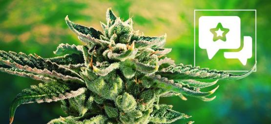 Blue Cheese: Análisis & Información De La Cepa De Cannabis