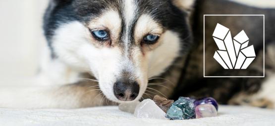 Piedras preciosas para ayudar a tus mascotas