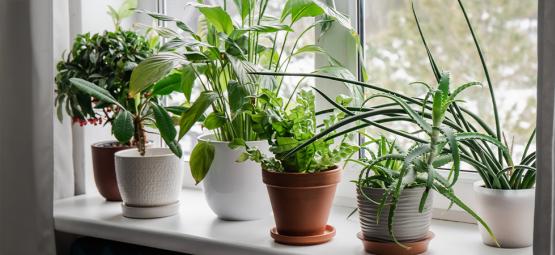 Las mejores plantas de interior para mejorar la calidad del aire y tu estado de ánimo en invierno