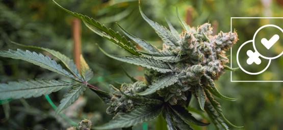 Marihuana y leyendas urbanas: Desmontando los mitos más absurdos sobre el cannabis