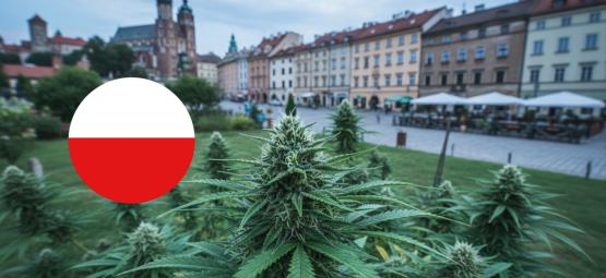 Variedades de cannabis para exterior en Polonia: autos y feminizadas fiables