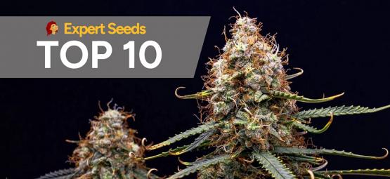 Las 10 variedades de Expert Seeds más recomendadas