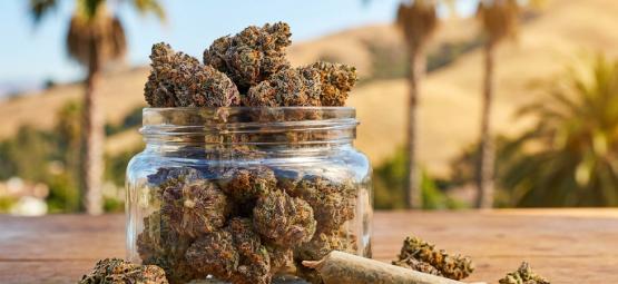 Top 10: las mejores variedades de Cali Weed
