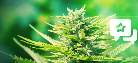 Chemdawg: Análisis & Información De La Cepa De Cannabis