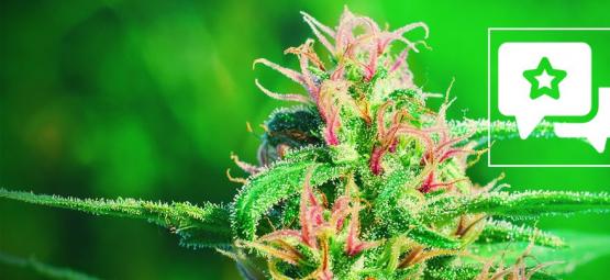 White Widow: Análisis E Información De La Variedad