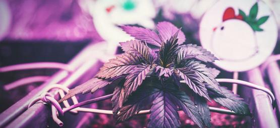 Distancia Óptima Entre Las Luces De Cultivo Y Las Plantas De Marihuana