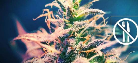 ¿Una Cepa De Cannabis Que No Produce Hambre?