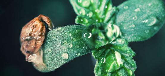 Consejos De Cultivo: Cómo Cuidar De Los Plantones De Cannabis