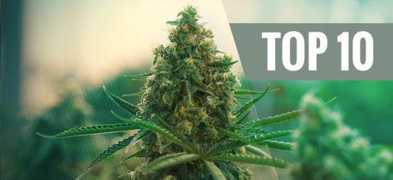 Las 10 Mejores Variedades De Cannabis