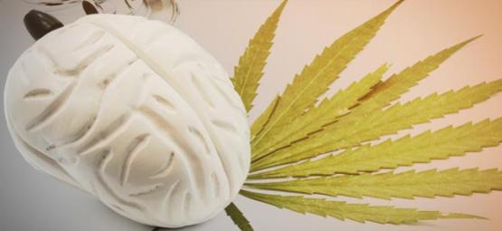 ¿Qué Hace El Cannabis A Tu Cerebro?