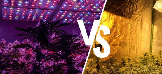 Luces De Cultivo Para Cannabis: LED Vs HPS        