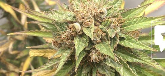 Reseña De Cepa: Durban Poison