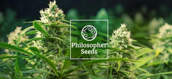 5 Consejos De Philosopher Seeds Para El Cultivo De Semillas Autoflorecientes 