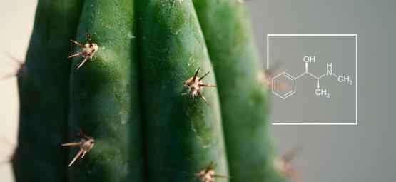 Cómo Aumentar El Nivel De Alcaloides De Los Cactus De Mescalina