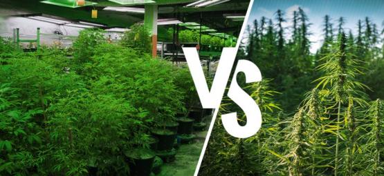 Cultivo Interior Vs. Exterior: Ventajas E Inconvenientes