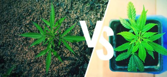 Cultivo Exterior De Marihuana: Suelo Vs Tiestos 