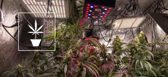 Consejos sencillos para cultivar mejor marihuana
