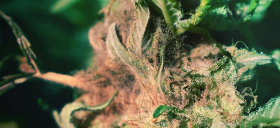 Cómo Detectar Y Evitar La Podredumbre Del Cogollo Al Cultivar Cannabis