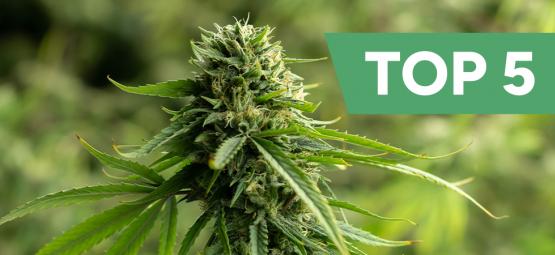 Las 5 mejores variedades de marihuana con CBD